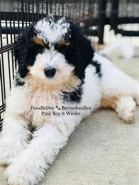 Pin On Bernedoodles