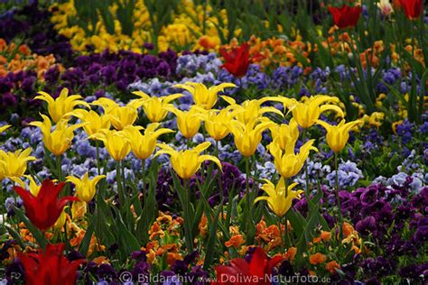 Zeichnung der garten tulpe (tulipa gesneriana) aus dem gottorfer codex von hans simon holtzbecker systematik monokotyledonen. Gelbtulpen Blumenrabatte Foto gelb-rote Tulpen Mai ...