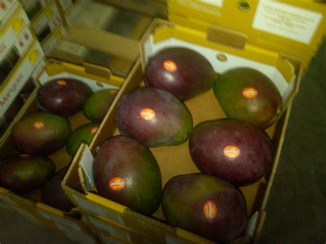 Peruvian Mangoes In Full Swing