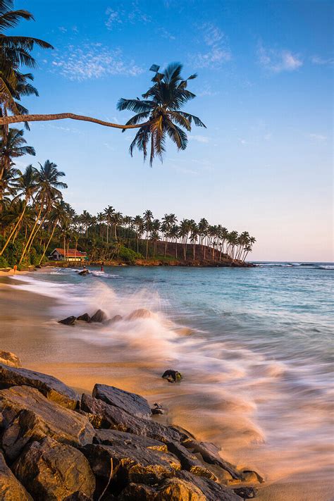 Palm Tree Mirissa Beach South Coast Of Bild Kaufen 70478747