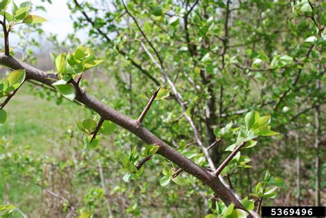 Thorny plants doesn't sound like the most appealing category, but it includes some of the most the thorns are on the leaves of these trees, making them very difficult to pass through when planted as a thorn garden. Need suggestion on coppicing some trees