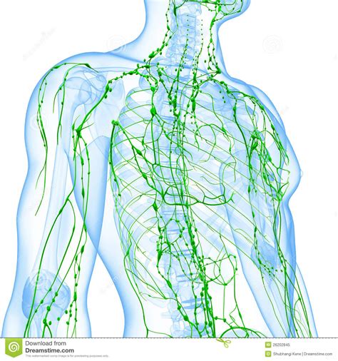 Anatomie des menschen beschreibt aufbau und. Transparentes Lymphsystem Des Mannes Stock Abbildung ...