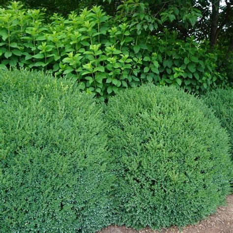 Buxus X Green Mound Green Mound Boxwood From Saunders Brothers Inc