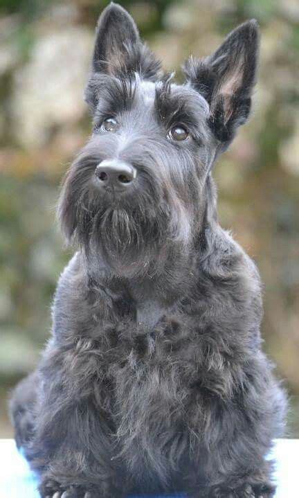Tara~what A Gorgeous Coat Is She A Brindle Scottie Or Just Turning