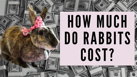 Rabbit insurance typically costs between £10 and £16 a month. How Much Do Rabbits Cost? - YouTube
