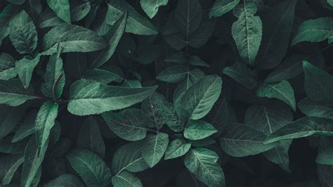 Plants Aesthetic Wallpapers Wallpaper Cave