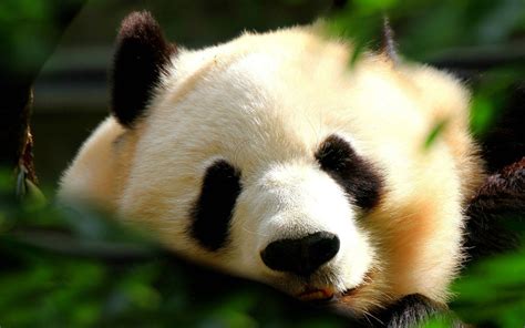 Panda Hd Wallpapers Hd Desktop Wallpapers 4k Hd