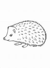 Hedgehog Coloring Porcupines Animals A4 Line Colour Coloringbay Draw Results Drawings Cartoon Box sketch template