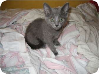 Meet our adorable adoptable animals! Annie | Adopted Kitten | Brooklyn, NY | Russian Blue