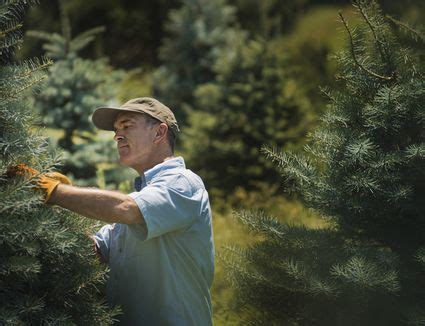Apple trees that are not pruned for several years will often produce so many branches that very little energy is left for fruit production. How to Prune an Overgrown Apple Tree