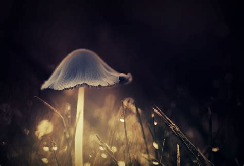 Mushroom Glowing Hd Wallpapers Desktop And Mobile Images And Photos
