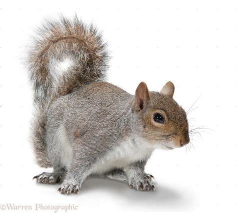 Grey Squirrel Photo Wp21746
