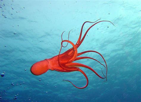 Hd Octopus Sealife Underwater Ocean Sea Desktop Photo Wallpaper