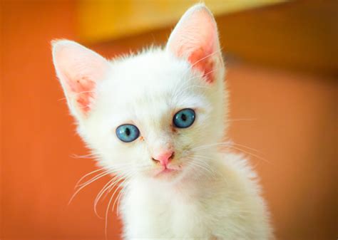 Tabby cat names for orange kittens caliente: Most Popular Kitten Names of 2016