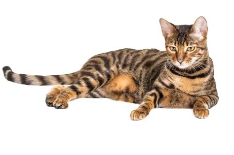 Toyger Cat Breed History Traits And Other Interesting Facts About