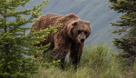 Grizzly Bear Drags Cyclist From Tent And Mauls Her To Death In Montana