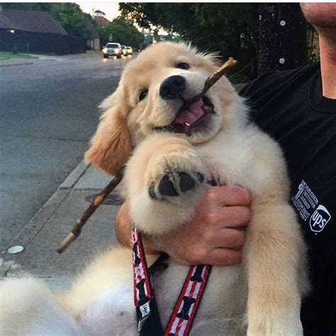 14 Funny Pictures Of Golden Retrievers To Make You Laugh Page 2 Of 3