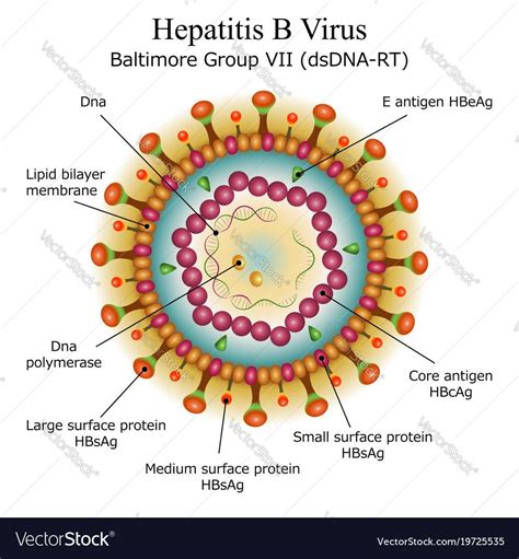 Biology Virus Labeled Diagram Virus Info
