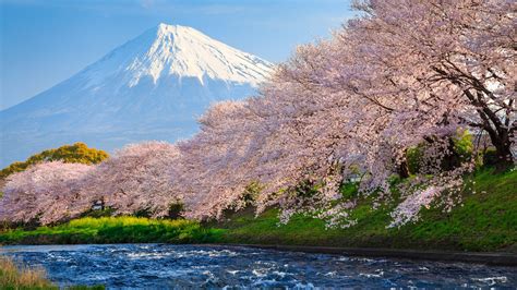 2560x1440 Sakura River Japan 1440p Resolution Hd 4k Wallpapers Images