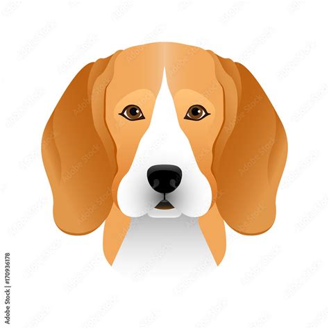 Isolated Colorful Head And Face Of Beagle On White Background Line