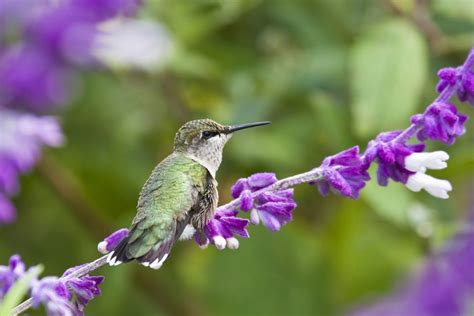Because everyone knows that hummingbirds like red flowers. Top 10 Flowers to Attract Hummingbirds