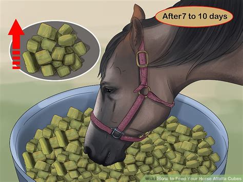 3 Ways To Feed Your Horse Alfalfa Cubes Wikihow Pet