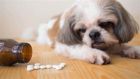 Gabapentin For Dogs Uses Dosage And Side Effects You Should Know