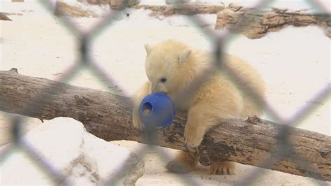 Assiniboine Park Zoo Announces Names Of Baby Polar Bears Awesome Ocean