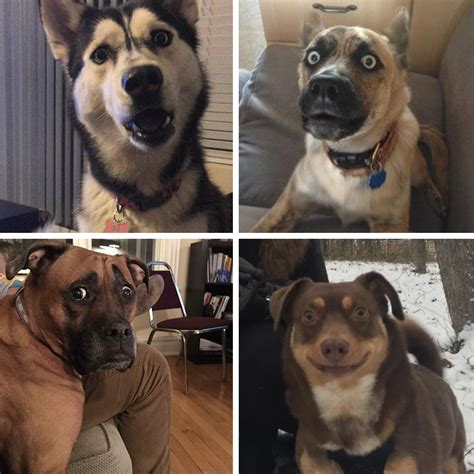 32 Funniest Dog Pictures Of 2015 Barkpost