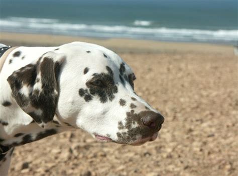 We did not find results for: Deafness & Blue Eyes in Dalmatians - Pets