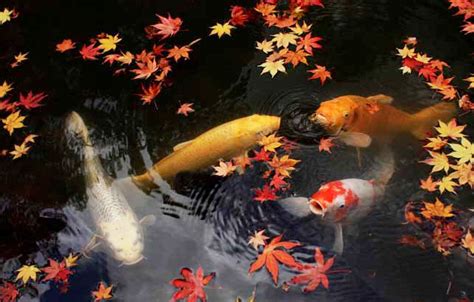I've been feeding them three times a day during the hot summer. What do koi fish eat? Koi Fish Feeding