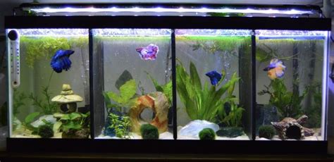 This Is A Great Pic Of A Multi Housing Betta Tank With Dividers To Keep