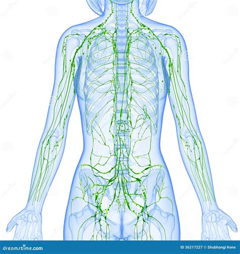 Lymphatic System In Human Body Cartoon Vector