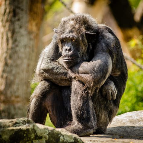 Free Images Wildlife Zoo Mammal Fauna Primate Mono Thinker