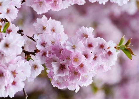 185 Inspiring Cherry Blossom Quotes And Captions For Instagram
