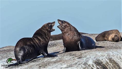 Seals Barking Photograph By Janet Argenta Pixels