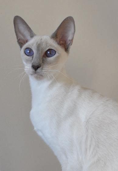 Visiting my official celebrities with siamese cats page by. Some Top Unusual Cat Breeds on Earth | Siamese cats ...