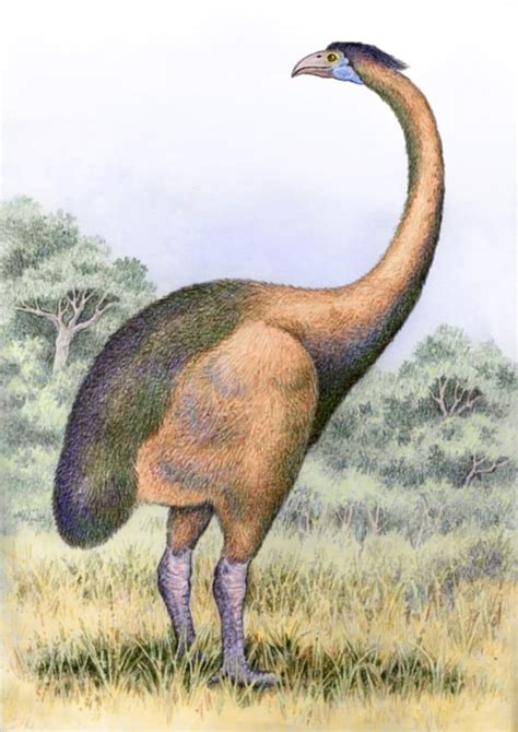 Giant Moa Facts And Pictures