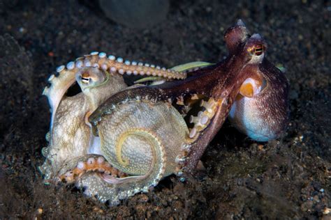 How Do Octopus Mate Octonation The Largest Octopus Fan Club