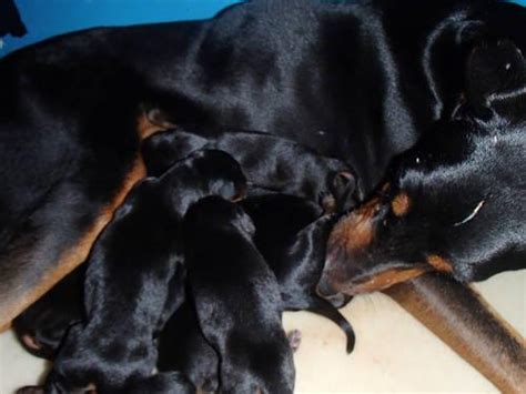 My black great dane has given birth to her beautiful great doberdane puppies. 10 BEAUTIFUL DOBERMAN PUPPIES ALL BLACK ANDTAN READY ...