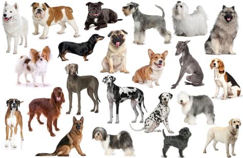 45 All Dog Breeds With Pictures L2sanpiero