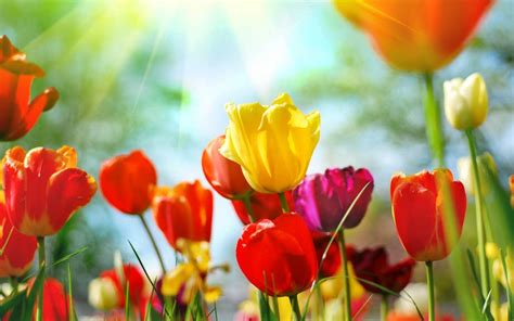 Carnations are an excellent choice to send to spain because it is a native flower to the area. How to Say "Flowers" in Spanish? What is the meaning of ...