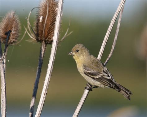 The 10 Most Common Backyard Birds Of San Diego California Greg In
