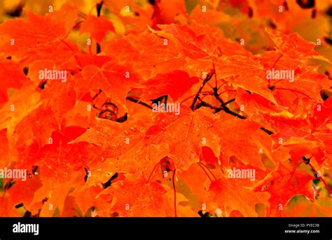 A Horizontal Image Of Red Maple Leaves Still On The Branch Of A Maple