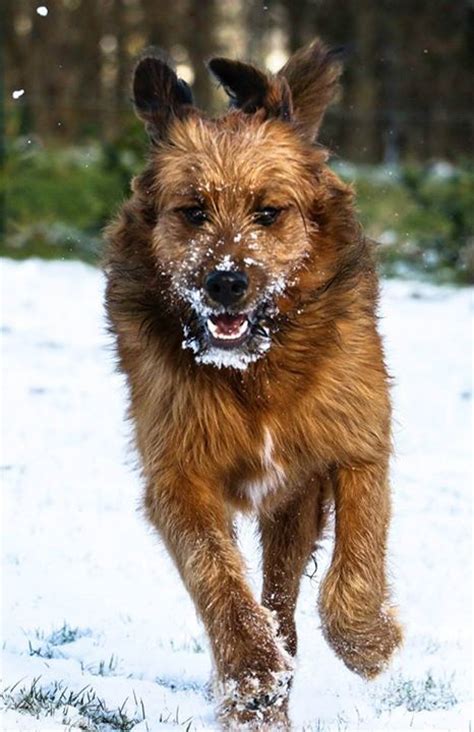 Leonberger Briard Mix Running In The Snow Hybrid Dogs