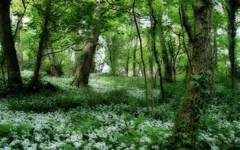 Cshells1 15 11 and no one will open. forest, Spring, Trees, Flowers Wallpapers HD / Desktop and ...
