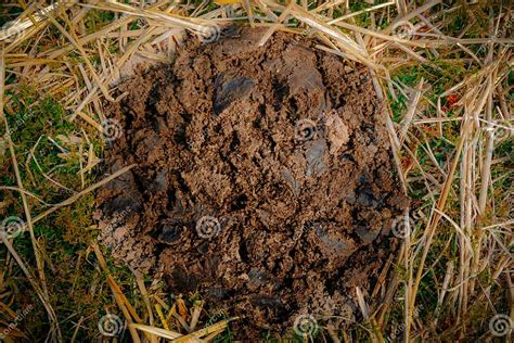 Dry Cow Dung Stock Photo Image Of Compost Feces Fresh 138819426