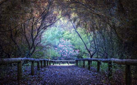 Haga su elección, olvidar paisajes para fondo de pantalla limonada. Imagenes Hilandy: Fondo de Pantalla Paisaje Camino ...