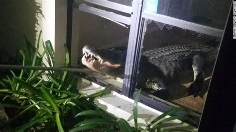 Florida Alligator Woman Discovers 11 Foot Gator In Her Kitchen Cnn