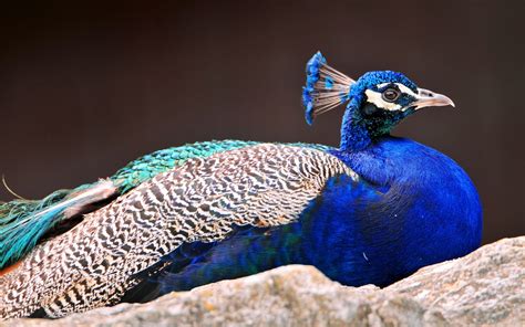 New Peacock Wallpapers | Free Download Colorful Birds HD Desktop Images ...